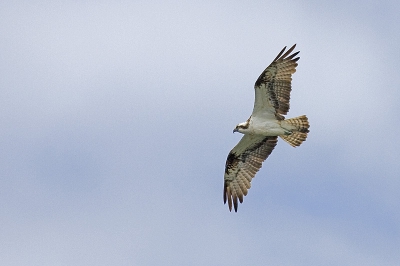 Bij het speuren naar de ijsvogel kwam ineens onverwachts deze visarend voorbij. En dat in Juli! Urenlang deze visarend achtervolgt en 4 vissen zien pakken. Dit is mijn beste foto van deze (zeer) unieke waarneming.