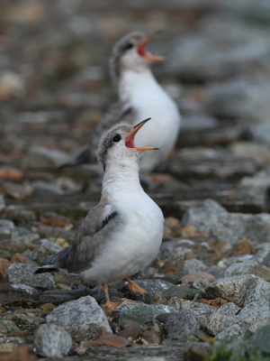 Heb de afgelopen tijd het wel en wee van een kolonie visdiefjes gevolgd. Fascinerend om te zien hoe onverstoorbaar deze vogels hun ding doen en zich thuis voelen in de (ogenschijnlijke) levenloosheid van een industrile omgeving. Aan de randen van hun leef/broedgebied passeren (vracht)autos, fabrieksarbeiders, verdwaalde dagjesmensen (al dan niet met honden) en wat dies meer zij. Dit koppel gooide hoge ogen in de categorie synchroon bedelen, waarbij de pootjes ongeduldig op een neer werden geschud. Foto gemaakt vanuit de auto.

Kijk voor meer fotos op: www.birdbeauty.nl