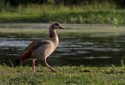 mooie waterijke omgeving met veel vogelsoorten daar trof ik deze mooie nijlgans aan