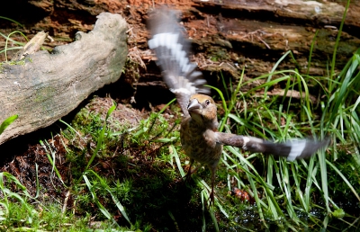 Samen met Maarten een dagje wezen fotograferen in de Veluwe. Op het begin viel er weinig te beleven bij het bosvijvertje, totdat deze jonge appelvink voorbij kwam. Gelukkig was ie niet schuw en konden we de vogel minstens n minuut voluit fotograferen. Ik vond dit zelf wel een gave foto.