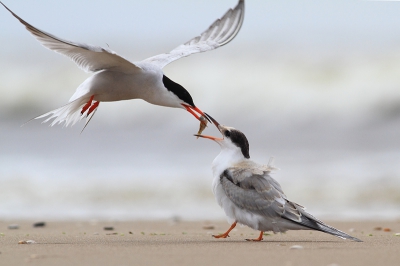 Momenteel is er op het Katwijkse strand weinig meer te zien dan wat visdiefjes en jonge meeuwen. Maar met wat geduld levert dat ook mooie plaatjes op. Plat op de buik en wachten maar.