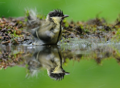 Als bewonderaar van Bence Mat heb ik z'n werkwijze ook eens willen uitproberen door gebruik te maken van een klein drink- en wasvijvertje. De vogels een mooie gelegenheid voor drinken en verfrissen en als fotograaf de kans op leuke plaatjes. Een mooie win/win situatie