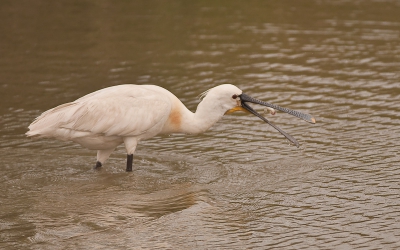 Tweede upload van de fouragferende lepelaar. Visjes ,zoetwaterkreeften en nog veel meer "fruits de mer"  stonden op het menu.