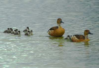 Volgens SOFON (Broedvogels in Nederland 2009 pag.60) een foto voor zover bekend van het eerste zekere broedgeval van de Rosse Fluiteend in ons land.
Totaal 12 jongen, op de foto zijn en 10 te zien. Ouders ongeringd. Onlangs opgedoken in de Workumerwaard.