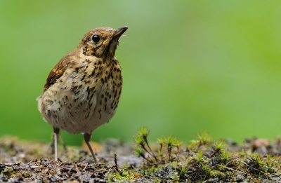 Hierbij een portretje van een zanglijster. Het lage standpunt en de kleine plantjes ernaast maken dit voor mij een geslaagde foto.