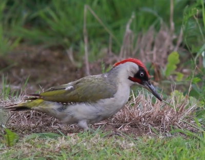 Al enkele jaren zie ik af en toe de groene specht vanuit onze achtertuin. Deze bijzonder schuwe soort laat zich niet makkelijk fotograferen. Gisteren toch nog een acceptabele foto kunnen maken. Ben er best blij mee. 2e upload (eerste had snijrand)