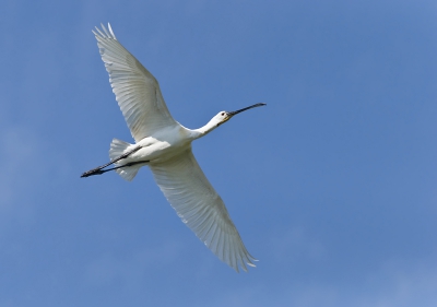 Deze lepelaar in vlucht genomen in Brabantse Biesbosch.
Ik ben er zelf wel tevreden over.
Ik ben benieuwd wat jullie ervan vinden