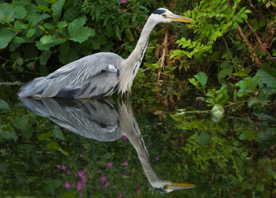 Deze foeragerende Blauwe Reiger zag ik toen ik net bij de uitgang was van Landgoed Te Werve. Door zijn spiegeling in een smal slootje gaf dit wel een mooi effect. Ik had helaas geen tijd meer om te wachten of die daadwerkelijk ook nog wat gevangen had.