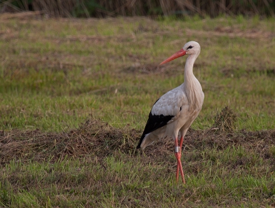 deze ooievaar scharrelde tussen het pas gemaaide gras langs de dijk. Uit de hand genomen.