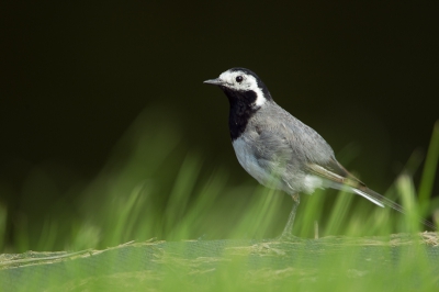 Deze Witte Kwikstaart zat op een richeltje voor een sloot.

Groet Andre