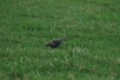 Deze voor mij onbekende vogel liet zich door mij makkelijk fotograferen. Ik weet alleen niet wat het is, wie kan mij helpen?