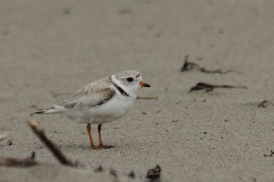 Dit zeldzame pleviertje (zo'n 6500 volgens wikipedia) zagen we op een klein strandje. Plat op de buik heb ik gewacht tot het beestje vast te leggen was. Het viel niet mee om het kleine beestje in de focus te krijgen maar hier het resultaat.