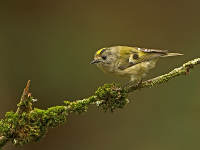 Soms heb je van die dagen dat er leuke soorten voorbij komen. Dit was zo'n dag met het kleinste vogeltje van Nederland. Ondanks dat ze zo beweeglijk zijn toch een fraaie foto kunnen maken.