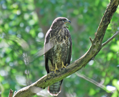 Zonnige dag in het Westduinpark. Eerder al tjiftjafs, graspiepers en vinken gezien, maar op de terugweg werd mijn aandacht getrokken door een schreeuwende buizerd. Waarschijnlijk een juveniel, want hij was niet onder de indruk van mijn aanwezigheid en bleef om zijn ouders roepen.