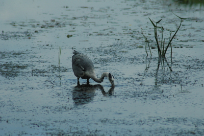 In de boerenbagger sloot vond deze blauwe reiger tot mijn verbazing toch nog iets eetbaars. Dat er nog leven in zoveel bagger mogelijk is.