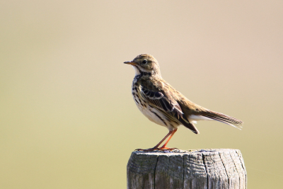 Deze Graspieper kwam vlak bij mij zitten op het moment dat ik een Steeuil observeerde waarvan het onmogelijk was om een foto van te maken, dan maar deze Graspieper waar ik best wel tevreden over ben.