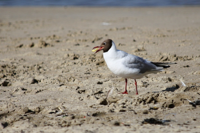 op het strand met mijn nieuwe camera!!
een kindje had een frietje laten vallen, en toen de kokmeeuw kwam heb mijn kans gepakt.