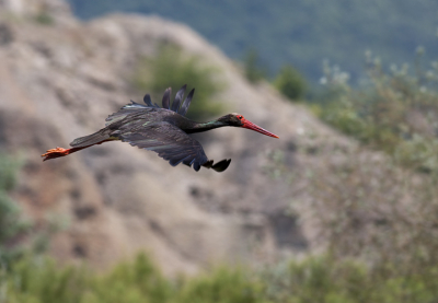 I took this pikture in the hot afternoon. The place is very beautiful -  Krumovitza river valley, East Rhodope Mountains.