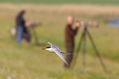 Ik vervolg mijn sternen serie van de laatste tijd met een mini serie van de Visdief. Een dergelijke foto als deze wilde ik graag maken, maar dat laat zich niet regisseren. Ik ben tevreden met deze uitkomst