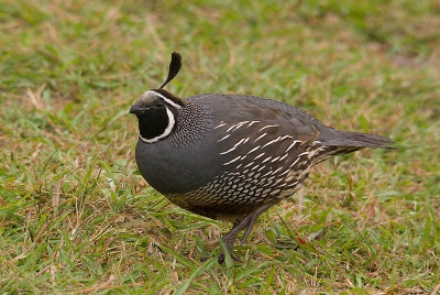 Op verscheidene plaatsen in Nieuw Zeeland stikt het van deze vogels, maar ze kunnen nog vrij schuw zijn. Ze zijn (zoals de helft van de fauna hier) geimporteerd, waarschijnlijk omdat mensen hier ook wat om te jagen wilden hebben. Maar het blijven mooie beestjes.
sigma 150-500 op pentax k10D