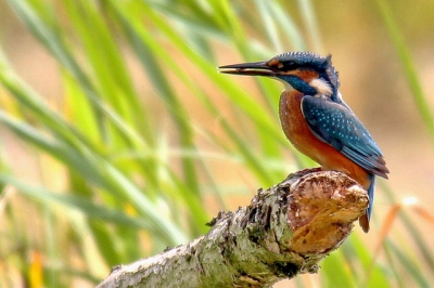 Deze ijsvogel ging rustig op een tak zitten vissen.
Wat hij in zijn snavel gevangen houdt is mij helaas niet duidelijk.

Ik hoop dat jullie mijn 1ste geplaatste foto mooi vinden want vogels fotograferen doe ik nog niet zo lang.

Groet, Ben