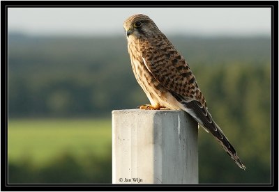 Op het hoogste punt van Noord-Brabant - de oude vuilstort Gulbergen-  kijkt deze Torenvalk uit over een golfterrein.