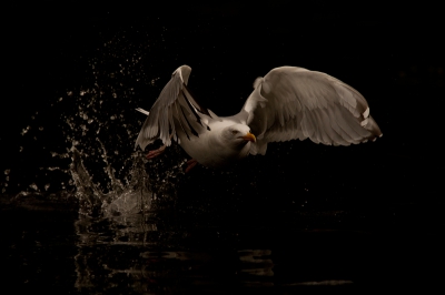 TIjdens mijn Noowegen trip met mijn vader prachtige zeearend momenten beleefd maar de meeuwen hebben toch ook een speciaal plekje in mijn hart verworven. Prachtige gracieuze vogels.