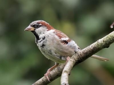 Ook deze huismus heb ik in mijn achtertuin gefotografeerd. Ongeveer 25% van het origineel.