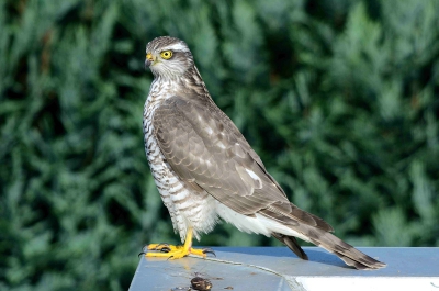 Deze sperwer ging vanmorgen op mijn schuurtje zitten om er een braakbal neer te leggen. Heb deze foto door een raam moeten maken om hem niet weg te jagen.