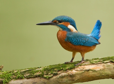 Heb je dat ooit, zoiets van een foutje van de natuur. Gebeurt overal, bij dieren komt het vaak niet zo duidelijk naar voren. Maar toen ik deze ijsvogel voor de lens kreeg moest ik toch denken aan een winterkoning in ijsvogel kostuum :p ...