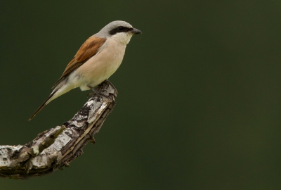 Net terug van twee weken Frankrijk! Geweldige vakantie gehad en af en toe had ik zelfs tijd om wat vogels te fotograferen! Heb toch een aantal leuke platen kunnen maken waarvan ik er de komende week er een paar van laat zien! Ik wil af trappen met de grauwe klauwier! En van mijn favoriete vogels en in het gebied waar ik zat niet zo talrijk als elders in Frankrijk, maar het is me gelukt! Was blij dat hij op een mooie tak ging zitten ipv op een paaltje of een braam!