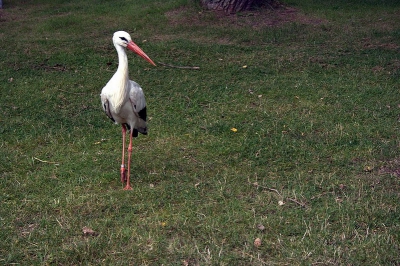 In het natuurgebied het Zwin verblijven vele ooievaars. Soms kun je ze voorzichtig benaderen en vanuit de auto vastleggen.