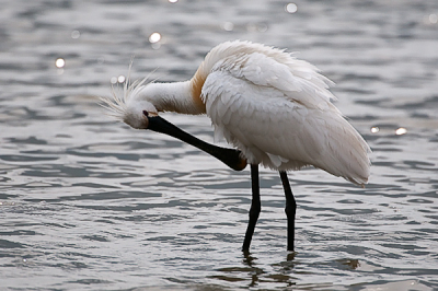 Vanuit een vogelhut bij de Oostvaardersplassen kwam deze lepelaar zijn maaltijd bij elkaar vissen. De plas was ondiep en dus perfect voor lepelaars. Op het moment van de foto was het kennelijk tijd om zijn veren goed te doen