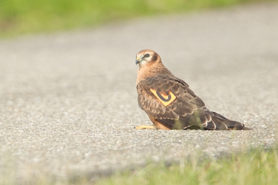 Deze Grauwe Kiekendief zat op de weg, compleet met nummerbord.

Groet Andre