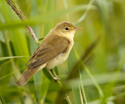 Hier een Bosrietzanger in zijn natuurlijke omgeving.
Zeer moeilijk vast te leggen omdat hij zich zelden "vrij"
laat zien.

Groet Andre