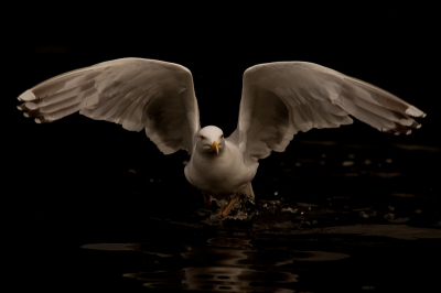 Nog een zilvermeeuwen foto uit dezelfde serie als mijn vorige upload.