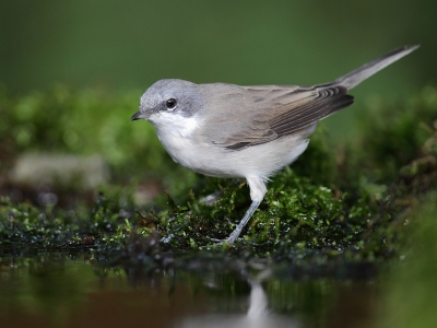 Afgelopen tijd veel bij mijn vijvertje gezeten. En met voor mij verschillende nieuwe opnames kunnen maken, qua setting en soort foto's. Natuurlijk genspireerd door de verschillende foto's van drinkvijvers die hier de revue passeren. Ik heb een eenvoudige vijver aangelegd en de afgelopen weken wordt deze druk bezocht door verschillende soorten. Zo nu en dan een voor mij aangename verassing zoals deze braamsluiper.  Een soort die ik nog niet had.