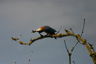 ijsvogel slaat visje dood  mooi weer deze houding staat niet vaak op de foto