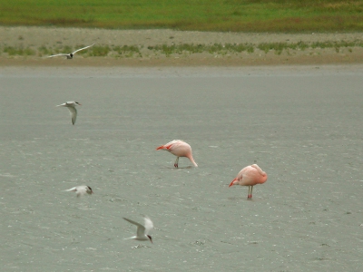 Ondanks de harde wind en de afstand waarop deze vogel zaten toch nog acceptabele plaatjes kunnen schieten van deze kleurrijke soort in Nederland weliswaar escapes maar toch zie ik ze graag in het hollandse landschap.
Leica Apo 77 - Nikon coolpix 990