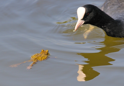 Wachtend op de zeearend die niet kwam.
Ik zag wel deze ontmoeting - meerkoet: "wat moet ik met zo'n raar ding", kikker: "als ik doodstil blijf liggen verdwijnt dat zwarte monster wel". Duurde een paar minuten, waarna de meerkoet verdween en de kikker zijn/haar weg vervolgde.