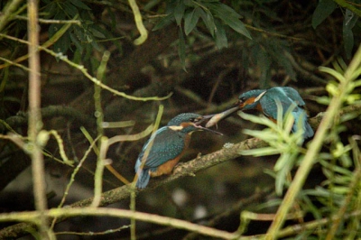 Deze jonge ijsvogel krijgt een visje van 1 van de ouders.
Er zijn 3 jongen te bewonderen(prachtig om te zien).
Helaas is de opname onder in een donker gedeelte vd wilg gemaakt op ongeveer 10 m afstand.....
Maar ondanks de wat onscherpte wil ik hem toch aan jullie laten zien want het moment is wel vastgelegd.

Groet Ben