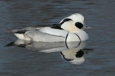 Hier een foto van begin dit jaar, toen een koppeltje
Nonnetjes was neergestreken in een klein plasje in 
de buurt van Appingedam.

Groet Andre