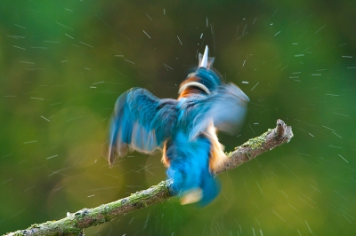 Afgelopen voorjaar heb ik redelijk wat kansen gehad om ijsvogels te fotograferen. Ik ben benieuwd of deze door de ballotage komt aangezien scherpte ver te zoeken is. Het is een beetje een "love or hate" plaatje. Ik ben benieuwd wat jullie ervan vinden?

Alhoewel ik regelmatig beweging in foto's probeer vast te leggen moet ik bekennen dat ik deze niet bewust heb gemaakt

Groet Vincent

www.vdejong.nl