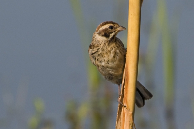 Een mooi klein vogeltje om mee te beginnen. Genomen 's morgens vroeg als het licht zo zacht is, vanuit schuilhutje.