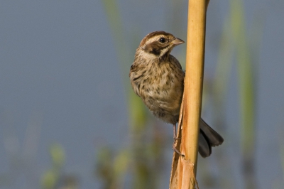 Een mooi klein vogeltje om mee te beginnen. Genomen 's morgens vroeg als het licht zo zacht is, vanuit schuilhutje.