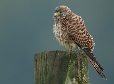 Twee foto's van een torenvalk wil ik laten zien. Het mooie hiervan vind ik de omstandigheden waarin ze zijn gemaakt.
Foto's zijn beiden van dezelfde torenvalk, hetzelfde paaltje ongeveer de zelfde tijd, er zat alleen ongeveer een hele dag tussen. Hoe het weer meespeelt in een foto wordt bij deze twee foto's mooi weergegeven! Ben benieuwd wat jullie ervan vinden!