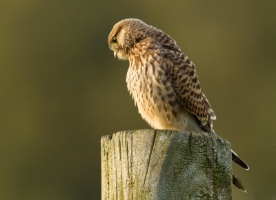 Twee foto's van een torenvalk wil ik laten zien. Het mooie hiervan vind ik de omstandigheden waarin ze zijn gemaakt.
Foto's zijn beiden van dezelfde torenvalk, hetzelfde paaltje ongeveer de zelfde tijd, er zat alleen ongeveer een hele dag tussen. Hoe het weer meespeelt in een foto wordt bij deze twee foto's mooi weergegeven! Ben benieuwd wat jullie ervan vinden!