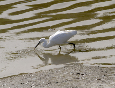 Deze namiddag al wandelend langs de ijzer monding in Nieuwpoort deze kleine zilverreiger tegengekomen.