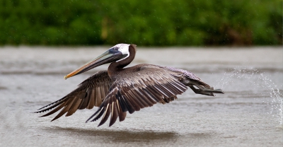 nu zijn er wel mooiere vogels te vinden in costa rica ,ook zeker wel gevonden, maar vond deze pose wel apart