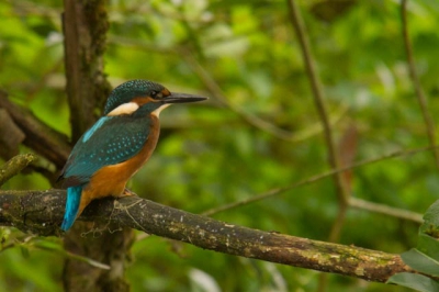 Deze ijsvogel vliegt iedere keer een kreekje in om daar in het struikgewas de 3 jongen te voeren.
Als je mazzel hebt maakt ze een tussenstop tussen het oevernest en de smalle kreek. 
En land ze dus in de wilg aan het begin vd kreek.
Nog geen half uur later kwam ook een jong ijsvogeltje op dezelfde tak plaatsnemen.(die foto plaats ik denk ik ook wel als jullie hem willen zien).

Groet Ben